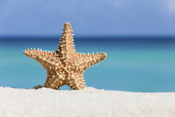 Seashell on caribbean sandy beach