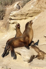 Obraz premium Sea lions at La Jolla Cove, California