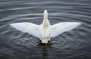 White mallard