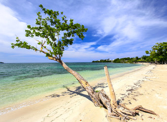 Tropical sand beach with tree at the Carribean.