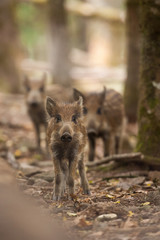 sanglier marcassin chasse petit cochon sauvage forêt mammifère