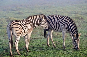 Fototapeta na wymiar Zebras in the mist...