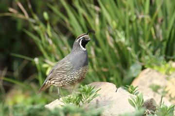 Kalifornische Schopfwachtel, Männchen