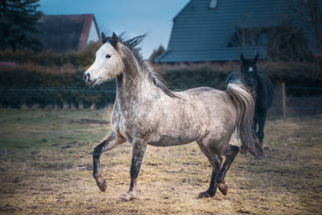 Obraz na płótnie Canvas Young Arabian horse in a playful mood on paddock background