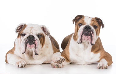 Obraz premium two bulldogs