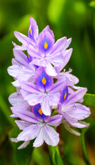 Purple and pink orchidea flowers in a tropical garden.