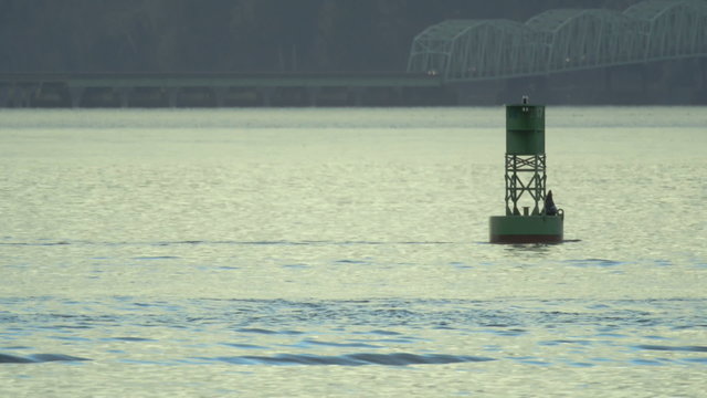 Sea Lion on a buoy in the morning on the right of the frame in the Columbia river near Astoria. Part of the Astoria–Megler Bridge and Washington shoreline are visible in the background.
