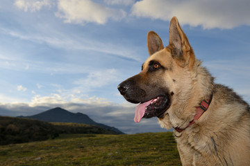 Retrato de perro pastor alemán.