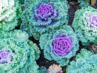 Purple flower cabbage as background, selective focus