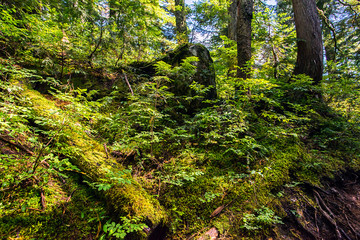 green vegetation and moss of the undergrowth of a forest of british columbia canada