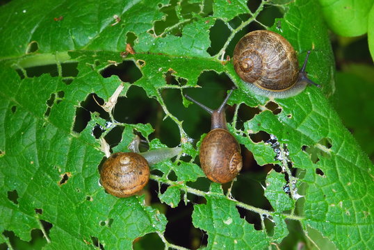 Hosta leaf damaged by group of snails