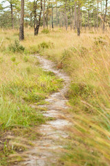 Walking trail between grass field, selective focus at the end of road, Phu Soi Dao, Thailand