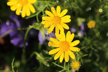 yellow flower