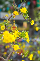 Tet Blossom Trees the symbols of Lunar New Year Holidays at the street market, Ho Chi Minh City, Vietnam.