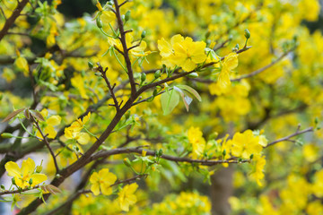 Tet Blossom Trees the symbols of Lunar New Year Holidays at the street market, Ho Chi Minh City, Vietnam.