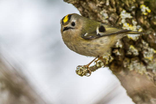 Wintergoldh&auml;hnchen (Regulus regulus)