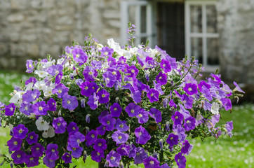 Beautiful white and purple petunia flowers close up