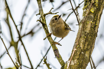 Wintergoldhähnchen (Regulus regulus)