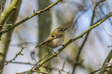 Wintergoldhähnchen (Regulus regulus)