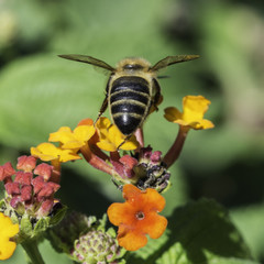 Abeja en flor