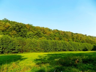 Meadow and forest