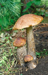 Three boletus (lat. Leccinum)