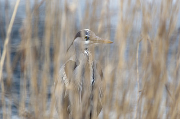 Grey heron behind reeds
