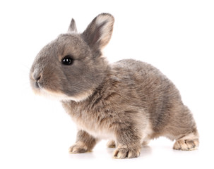 Rabbit bunny baby isolated on white background