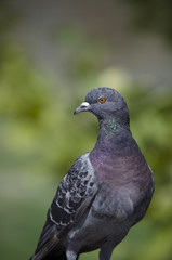 Rock dove on a green background