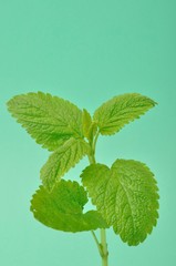 lemon balm,(Melissa officinalis)