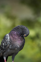 Rock dove on a green background