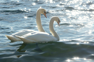 swans on water