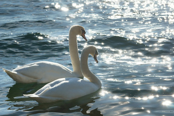 swans in love