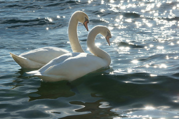 Valentine swans