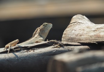 Lizard On Log