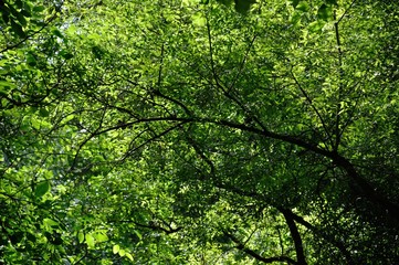 Fototapeta premium Trees background