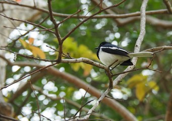 Little Bird Standing On Tree Branches