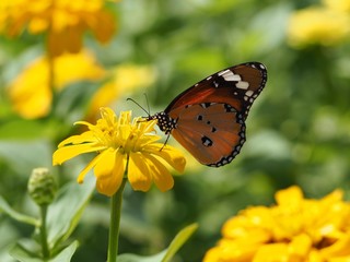Butterfly On A Flower