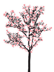 Full bloom sakura tree (Cherry blossom)