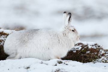 Mountain Hare (Lepus timidus) in snow