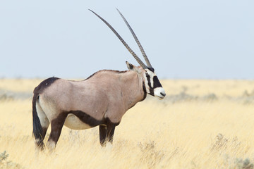 Oryx gazella, Gemsbok standing on the african plains