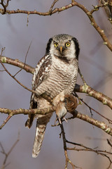 Northern Hawk Owl (Surnia ulula)