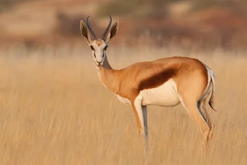  Springbok staande op de Afrikaanse vlakten © sueberry1