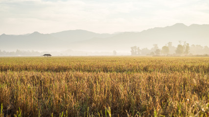 Golden rice field and mountain as background in Horizontal, Thailand