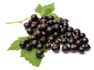 Branch of black currant on a white background.