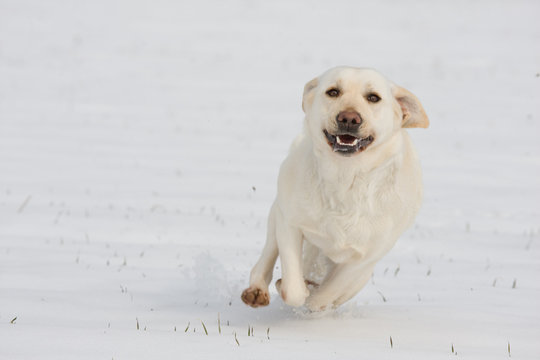 Running happy white dog - labrador