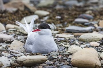 Arctic Tern standing near her nest protecting her egg from preda