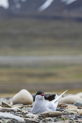 Arctic Tern standing near her nest protecting her egg from preda