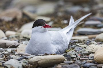 Arctic Tern standing near her nest protecting her egg from preda