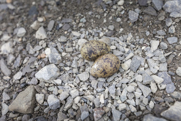 The eggs of the arctic tern on stone